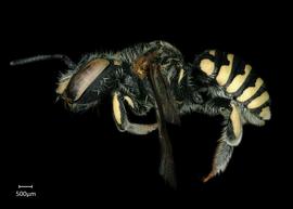   Anthidium utahense nbsp;female lateral habitus, photo: Chelsey Ritner 
