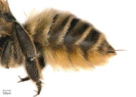   Megachile perihirta nbsp;femalenbsp;abdomen, photo: Joshua Hengel 

