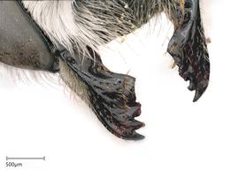   Megachilenbsp;lippiae nbsp;female mandibles, photo: Joshua Hengel 
