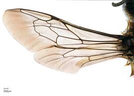   Megachilenbsp;perihirta nbsp;female wing, photo: Joshua Hengel 
