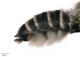   Megachilenbsp;onobrychidis nbsp;female abdomen, photo: Joshua Hengel 
