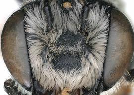   Megachile montivaga  male face, photo: C. Ritner 
