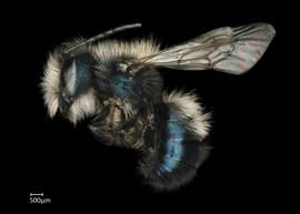   Osmia lignaria  male lateral habitus, photo: Chelsey Ritner 
