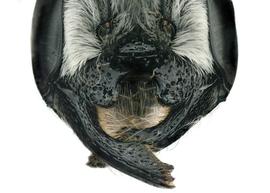   Megachile browni  female face, highly modified clypeus, photo: C. Ritner 
