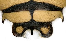   Anthidium placitum  male, dorsal view of seventh tergum (T7), photo: Jeni Sidwell 
