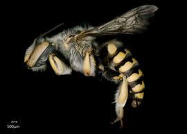   Anthidium placitum nbsp;male lateral habitus, photo: Jeni Sidwell 
