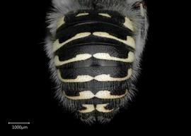   Anthidium tenuiflorae nbsp;male abdomen, photo: Chelsey Ritner 
