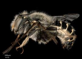   Anthidium atrifrons nbsp;male lateral habitus, photo: Tevan Brady 
