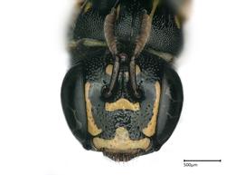   Ceratina similima , female face. photo Brooke Bagot 
