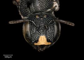   Ceratina tanganyicensis  female face, photo: Joshua Hengel 
