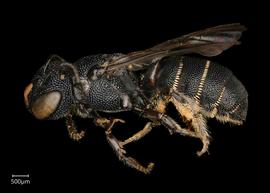   Ceratina tanganyicensis  female lateral habitus, photo: Joshua Hengel 
