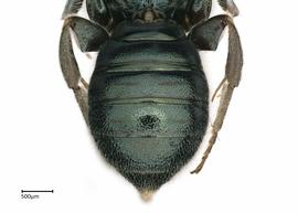   Ceratina neomexicana , male abdomen. photo: Brooke Bagot 
