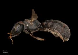   Ceratina armata  female lateral habitus, photo: Joshua Hengel 
