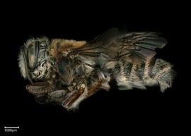   Megachile discolor  male lateral habitus, photo: Brooke Bagot 
