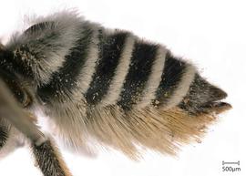   Megachilenbsp;cochisiana nbsp;female abdomen, photo: Joshua Hengel 
