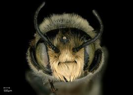   Megachile (Litomegachile)  sp. male face, photo: Jeni Sidwell 
