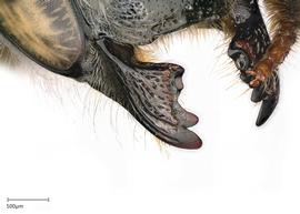   Megachile cochisiana nbsp;female mandible, photo: Joshua Hengel 
