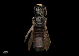   Ceratina braunsi  male dorsal habitus, photo: Joshua Hengel 
