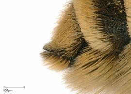   Megachilenbsp;fidelis nbsp;female T6, photo: Joshua Hengel 
