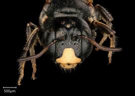   Ceratina braunsi  male face, photo: Joshua Hengel 
