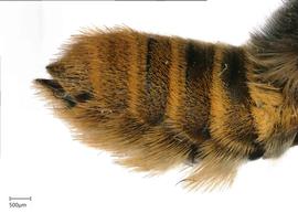   Pseudomegachilenbsp;imitata nbsp;abdomen, photo: Joshua Hengel 
