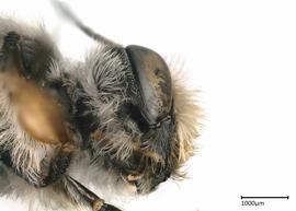   Megachilenbsp;fidelis nbsp;male head, photo: Colleen Meidt 

