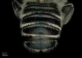  Megachile (Litomegachile)  sp. male abdomen, photo: Jeni Sidwell 
