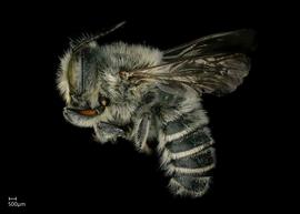   Megachile (Litomegachile)  sp. male lateral habitus, photo: Jeni Sidwell 
