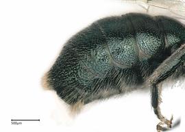   Ceratina neomexicana , male abdomen. photo: Brooke Bagot 
