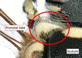   Dianthidium pudicum  female pronotal lobe produced and lamellate, photo: C. Ritner 
