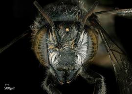   Megachile texana  female face, photo: Jeni Sidwell 
