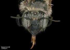   Megachile sublaurita  female face, photo: Colleen Meidt 
