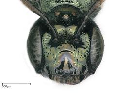   Ceratina nanula , female face. photo: Brooke Bagot 
