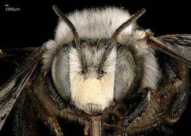   Anthidium atripes nbsp;male face, photo: Tevan Brady 

