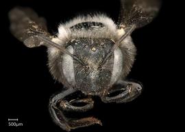   Anthidium atripes nbsp;female face, photo: Chelsey Ritner 
