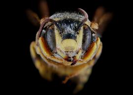  Paranthidium jugatorium  male face, photo: C. Ritner 
