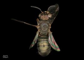   Ceratina  sp. male dorsal habitus, photo: Joshua Hengel 
