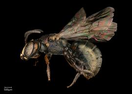   Ceratina  sp. male lateral habitus, photo: Joshua Hengel
