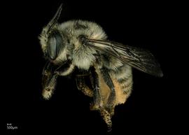   Megachile perihirta  female lateral habitus, photo: Jeni Sidwell 
