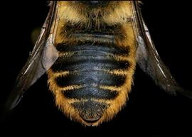   Megachile perihirta  female abdomen, photo: T. Brady 
