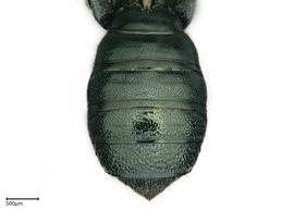   Ceratina neomexicana , female abdomen. photo: Brooke Bagot 
