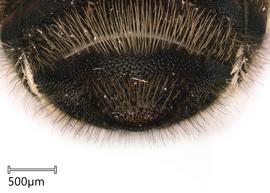   Megachilenbsp;onobrychidis nbsp;female S6, photo: Joshua Hengel 
