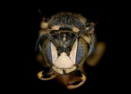   Dianthidium ulkei  male face, photo: C. Ritner 
