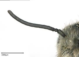   Chelostomoidesnbsp;angelarum nbsp;male antenna, photo:nbsp;Colleen Meidt 

