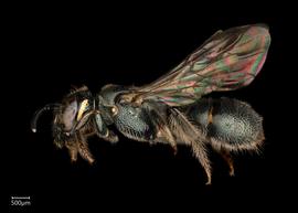   Ceratina sp.  fe?male lateral habitus, photo: Joshua Hengel 
