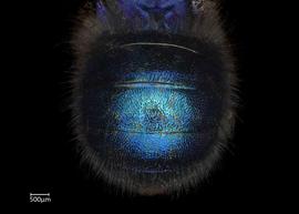   Osmia ribifloris  female abdomen, photo: Chelsey Ritner 
