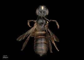   Ceratina cucurbitina  female dorsal habitus, photo: Joshua Hengel 
