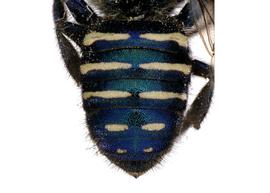   Stelis calliphorina  female abdomen, photo: C. Ritner 
