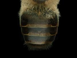   Apis mellifera  female abdomen, photo: T. Brady 

