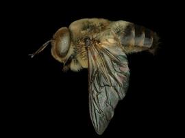   Apis mellifera  male lateral, photo: T. Brady 
